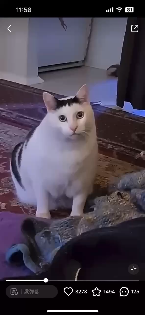 仅卡塔尔-简短的本地视频，无商品描述（售价小于原价）