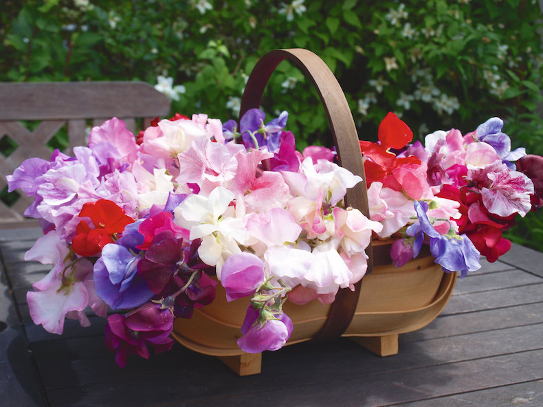 Sweet Pea 'Fragrantissima' from Thompson & Morgan