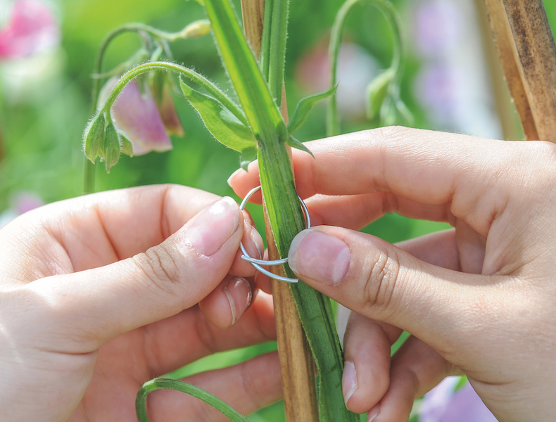 Sweet Pea Support Rings from Thompson & Morgan