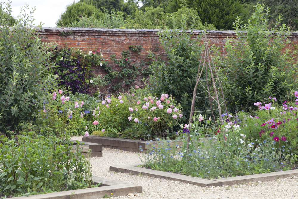 Sweet peas growing in frames