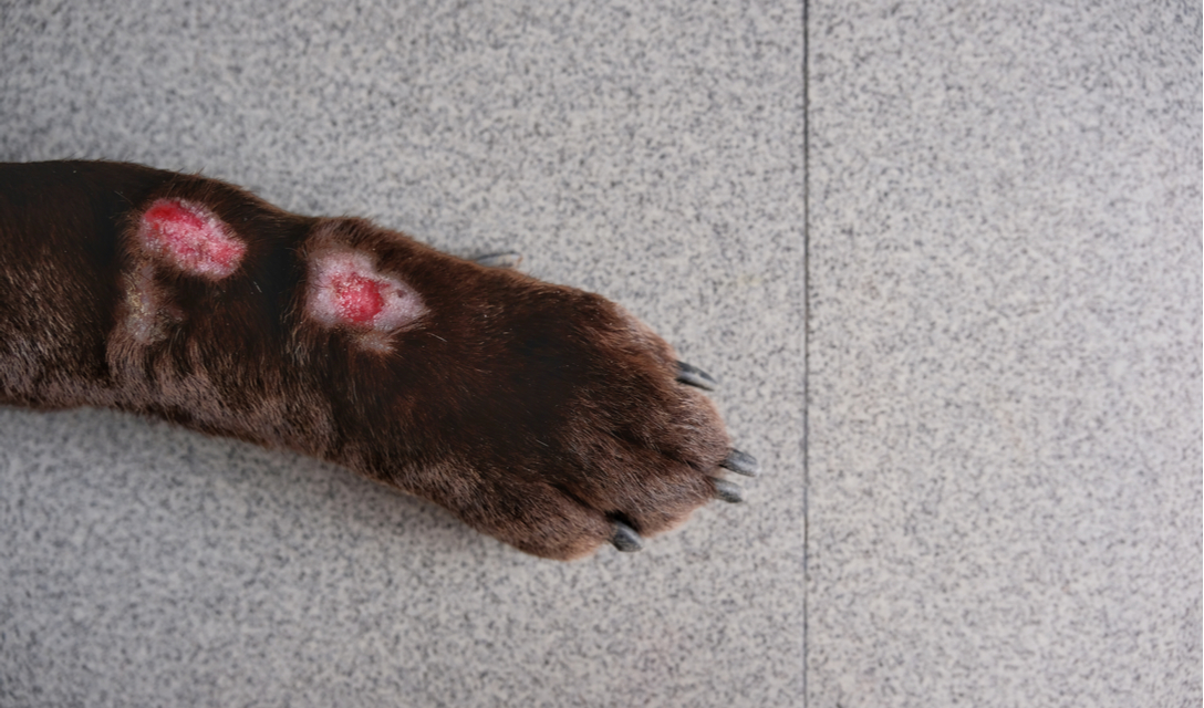 Acral Lick Dermatitis (Lick Granuloma) in DogsPuainta®