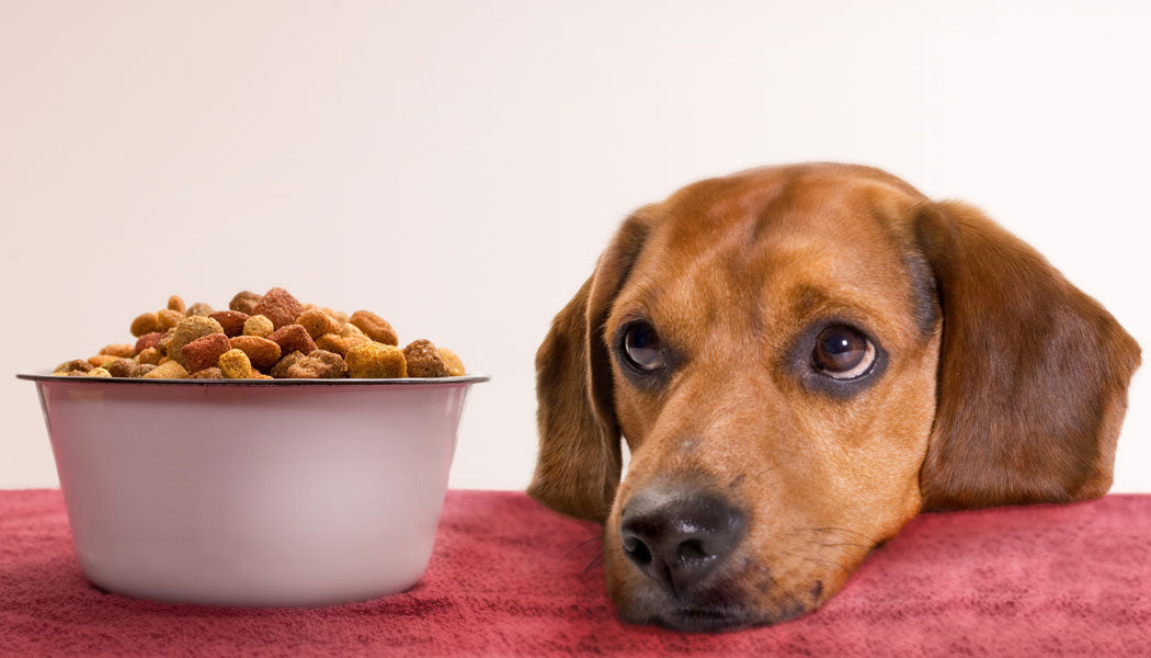 Dog Vomiting BloodPuainta®