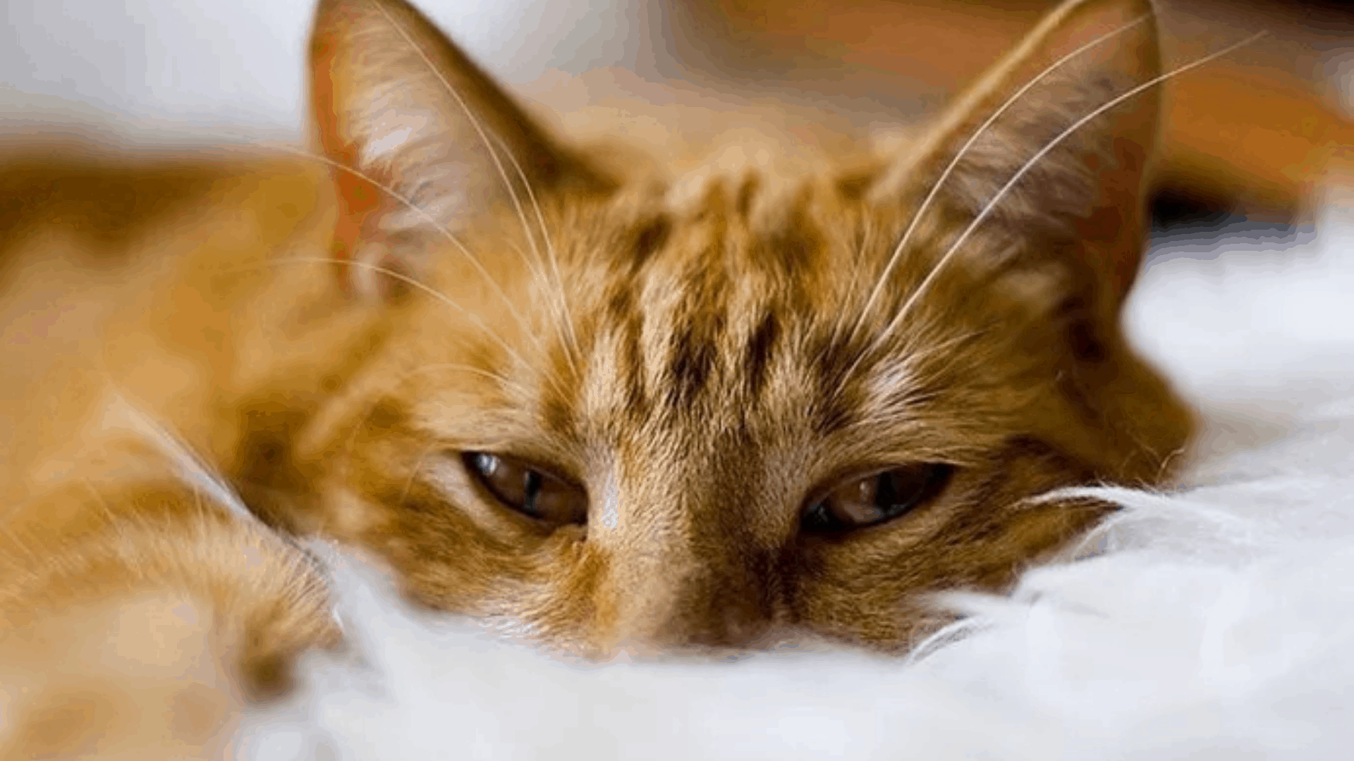 Cat Herpes FVR and FHV1 Symptoms and TreatmentsPuainta®