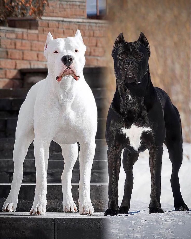 Dogo Argentino  Dogo argentino dog, Dog argentino, Scary dogs