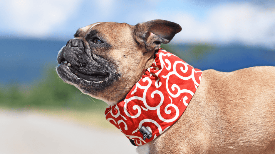 Dogs Overheat Signs, Symptoms, & PreventionPuainta®