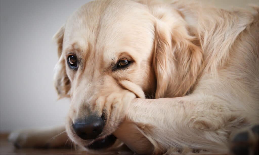 Dog biting his store paws