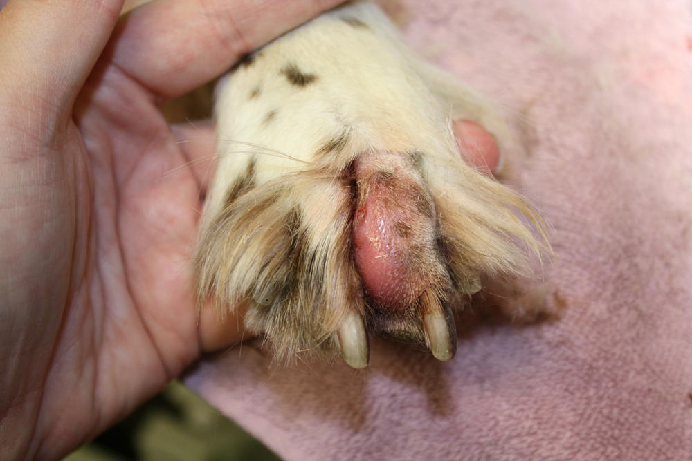 Dog paw swollen on sale treatment