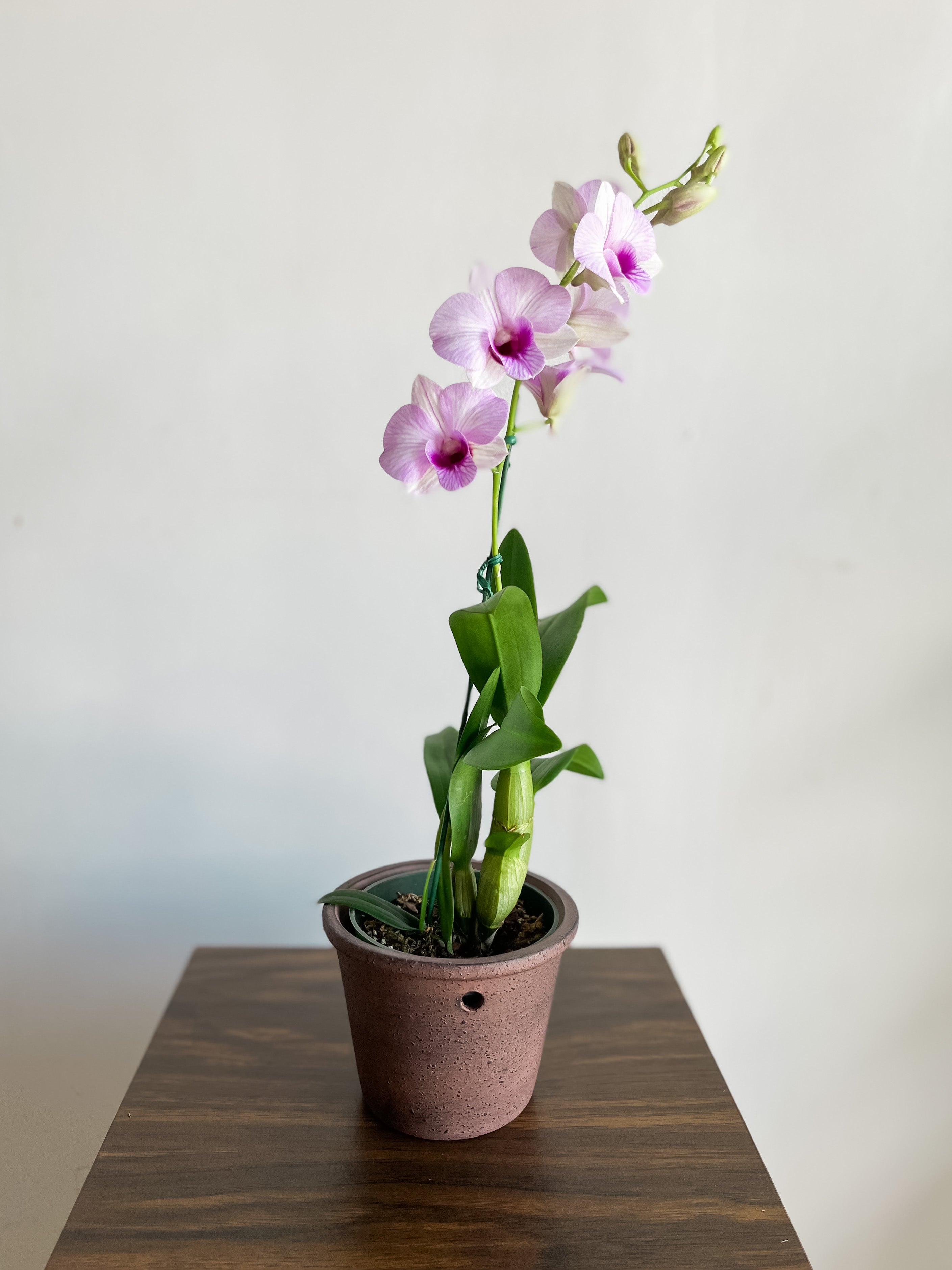 Are Orchids Poisonous to CatsPuainta®