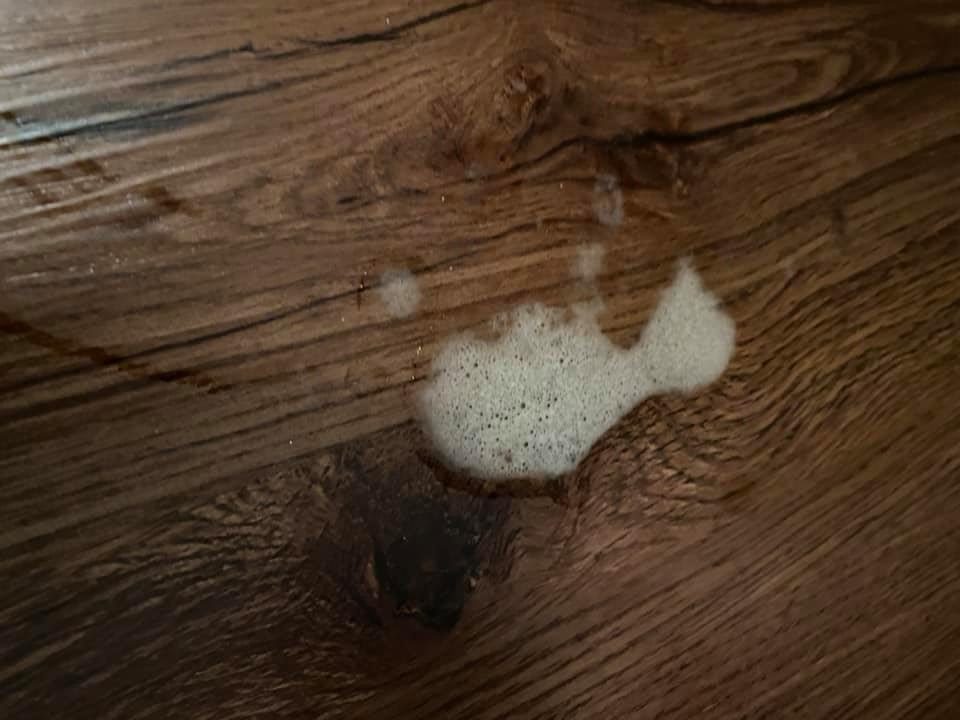 Dog throwing up outlet white foam and food