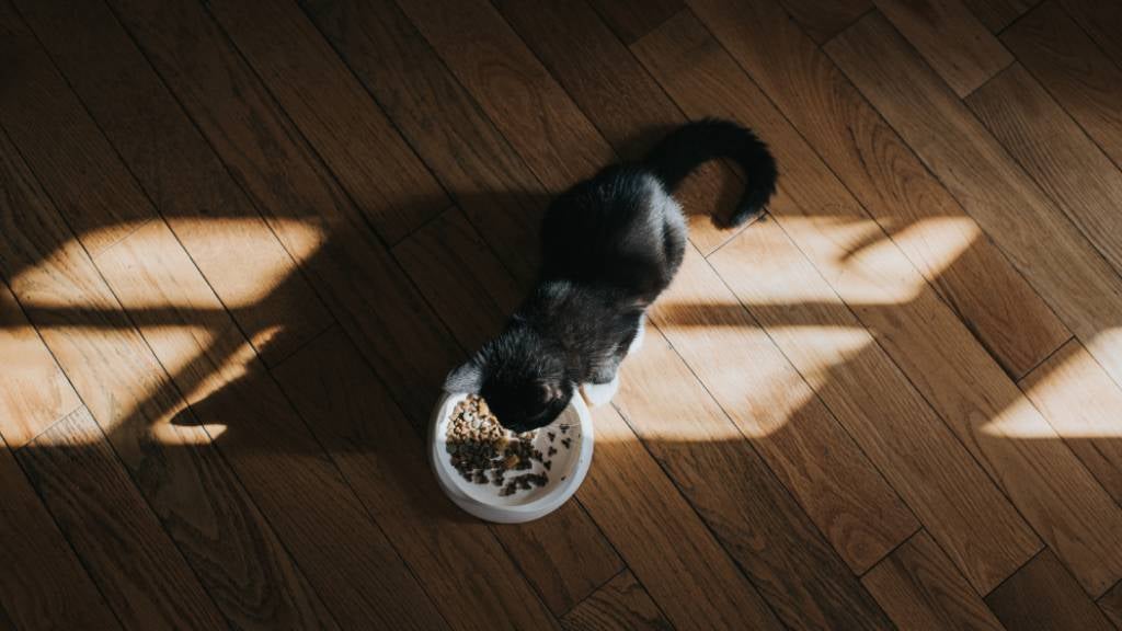 What to Feed a Sick Cat That Won't Eat A Comprehensive GuidePuainta®