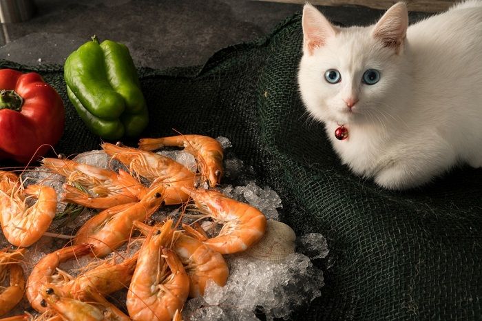 Cat shrimp shop