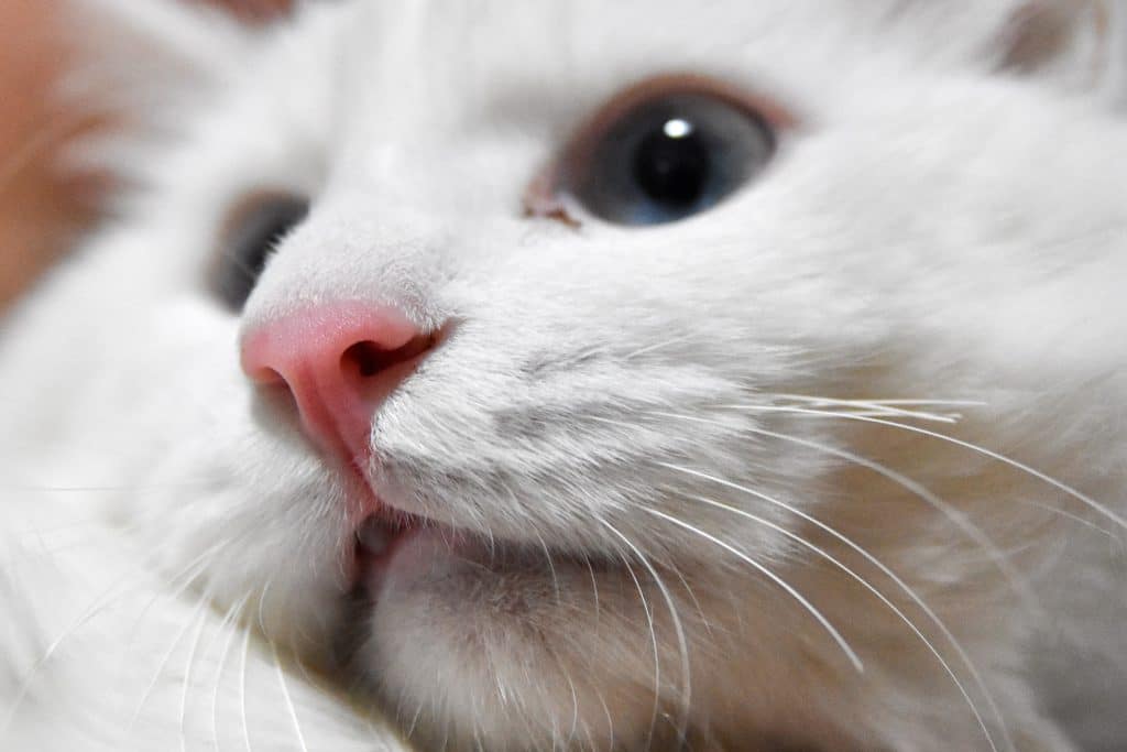 Understanding and Managing Cat Mouth Ulcers Causes, Symptoms, and