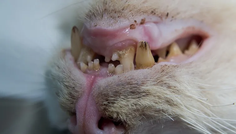 Gingivitis In Cats