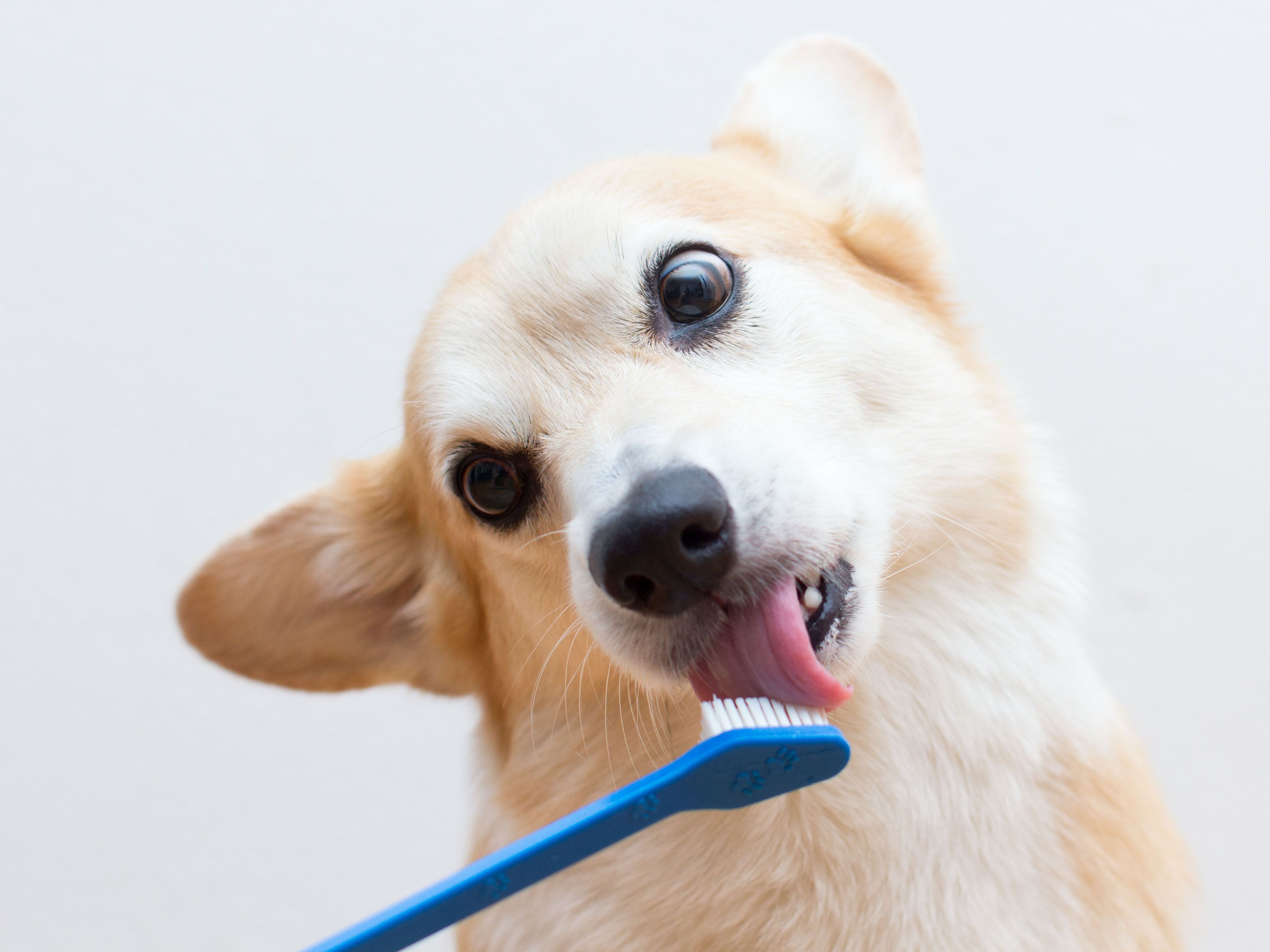 Guide Introduction to Dogs Teeth Health