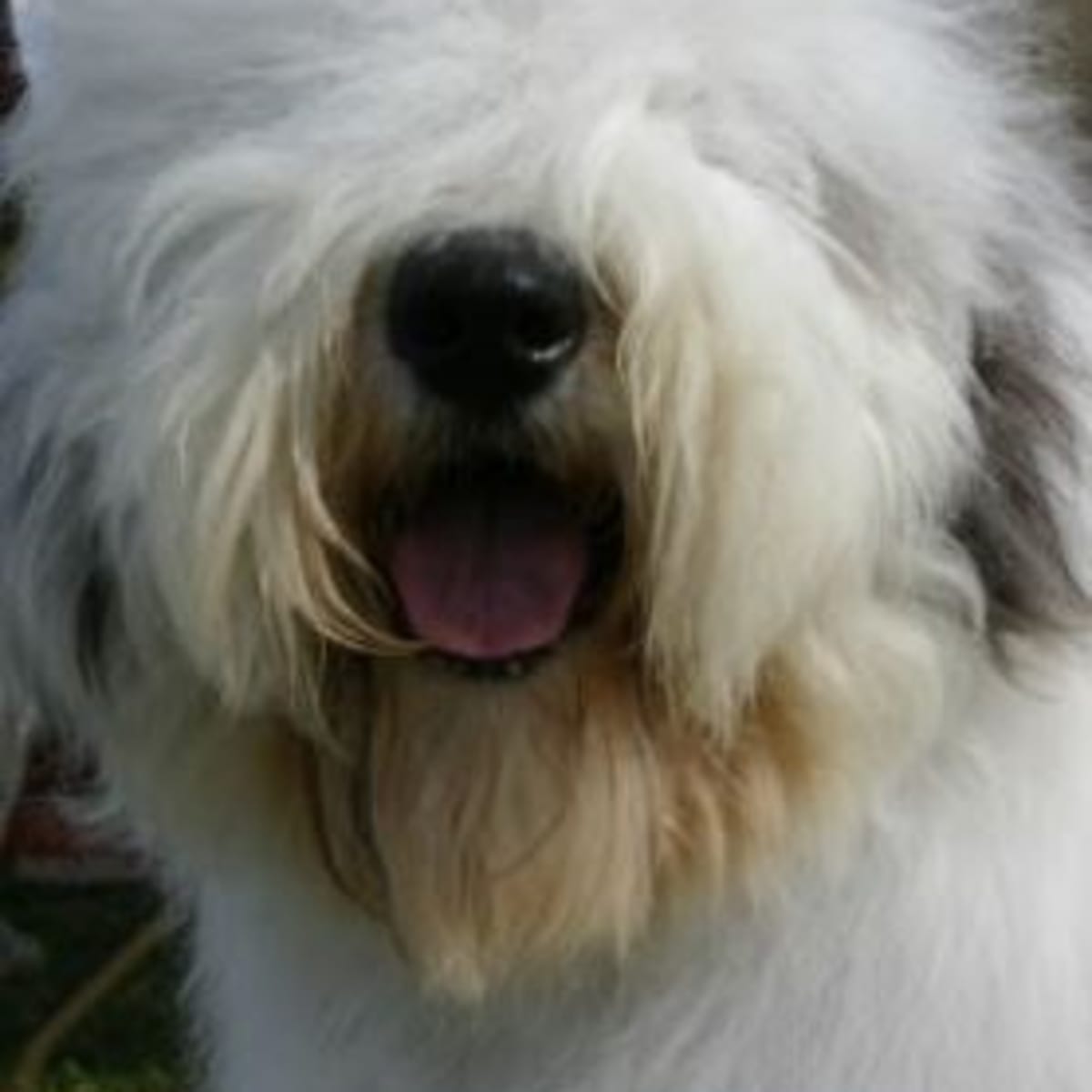 8 Essential Tips for Managing Dog Hair Over EyesPuainta®