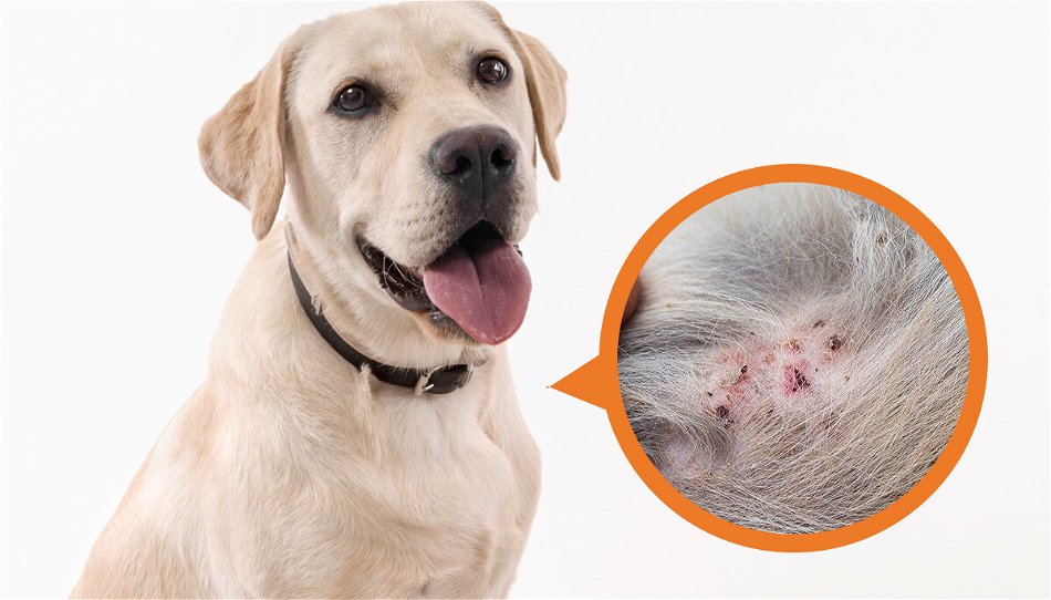 Understanding Folliculitis in DogsPuainta®