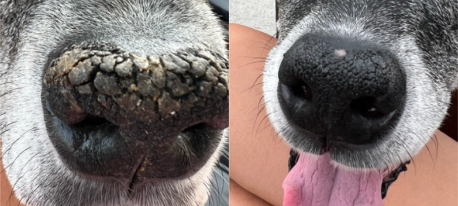 My dog has store a crusty nose