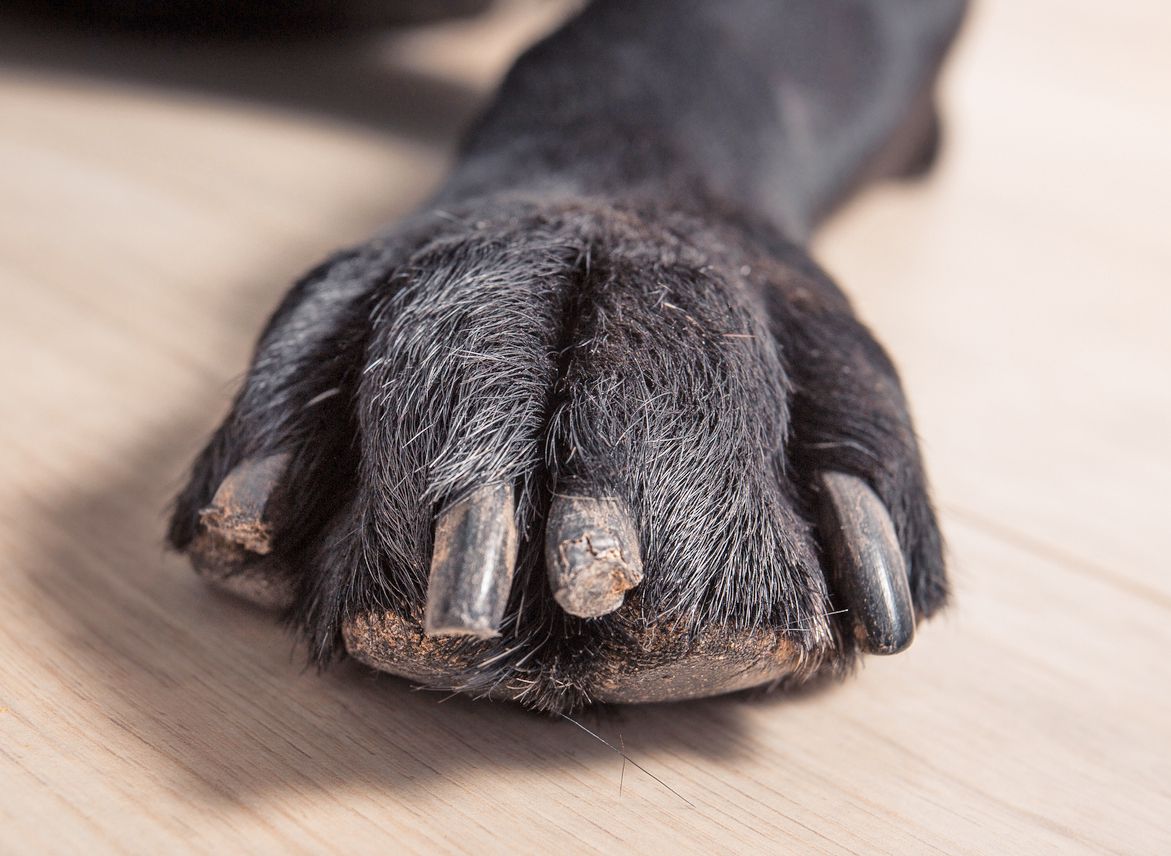 5 Easy Ways To Stop A Dog's Bleeding Nail - My Brown Newfies