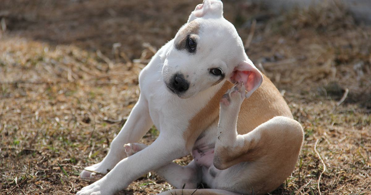 White stuff hotsell in dog's ear