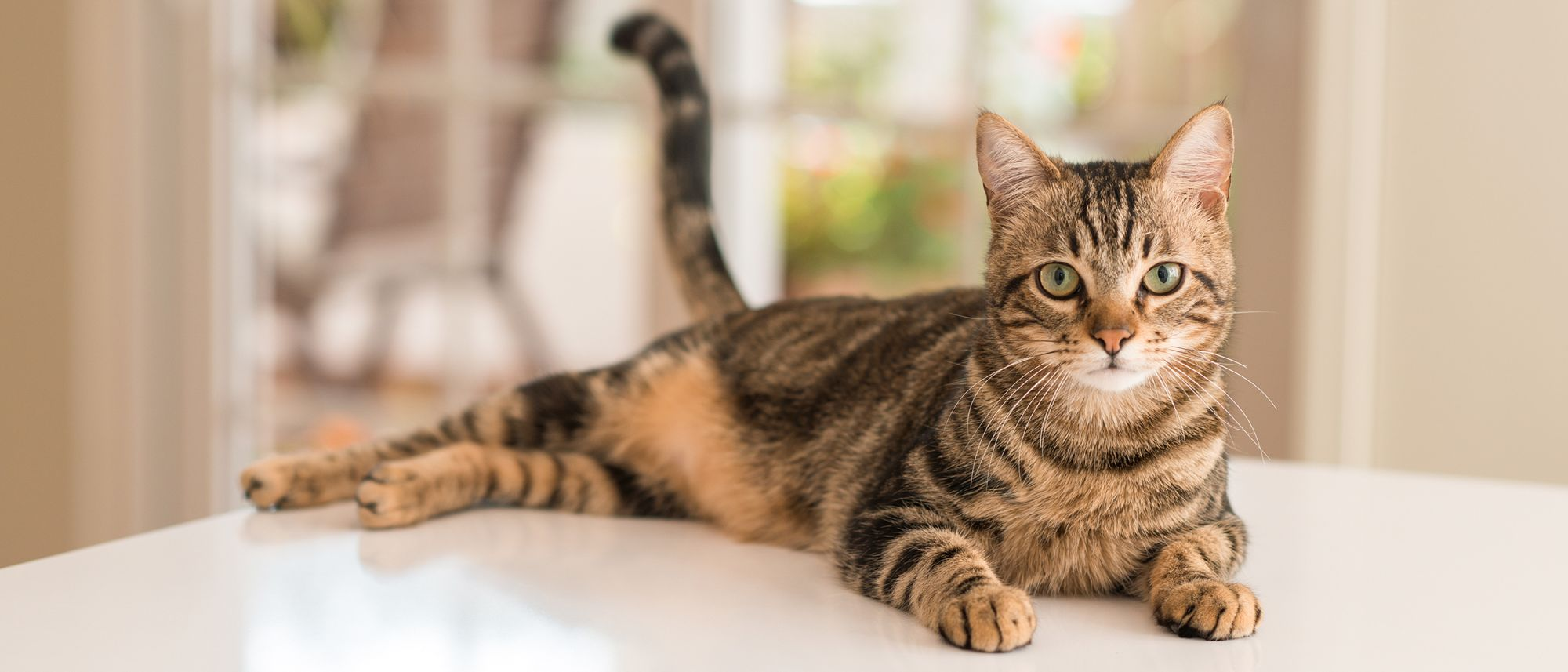 Understanding and Treating Cat Dry SkinPuainta®