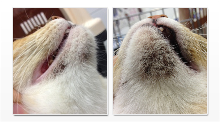 Understanding and Managing Cat Acne Puainta