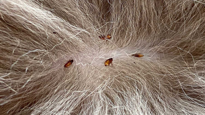 Grass fleas cheap on dogs