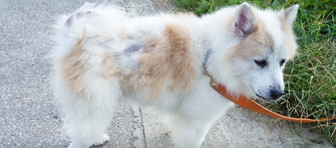 Biotin for clearance dogs with alopecia