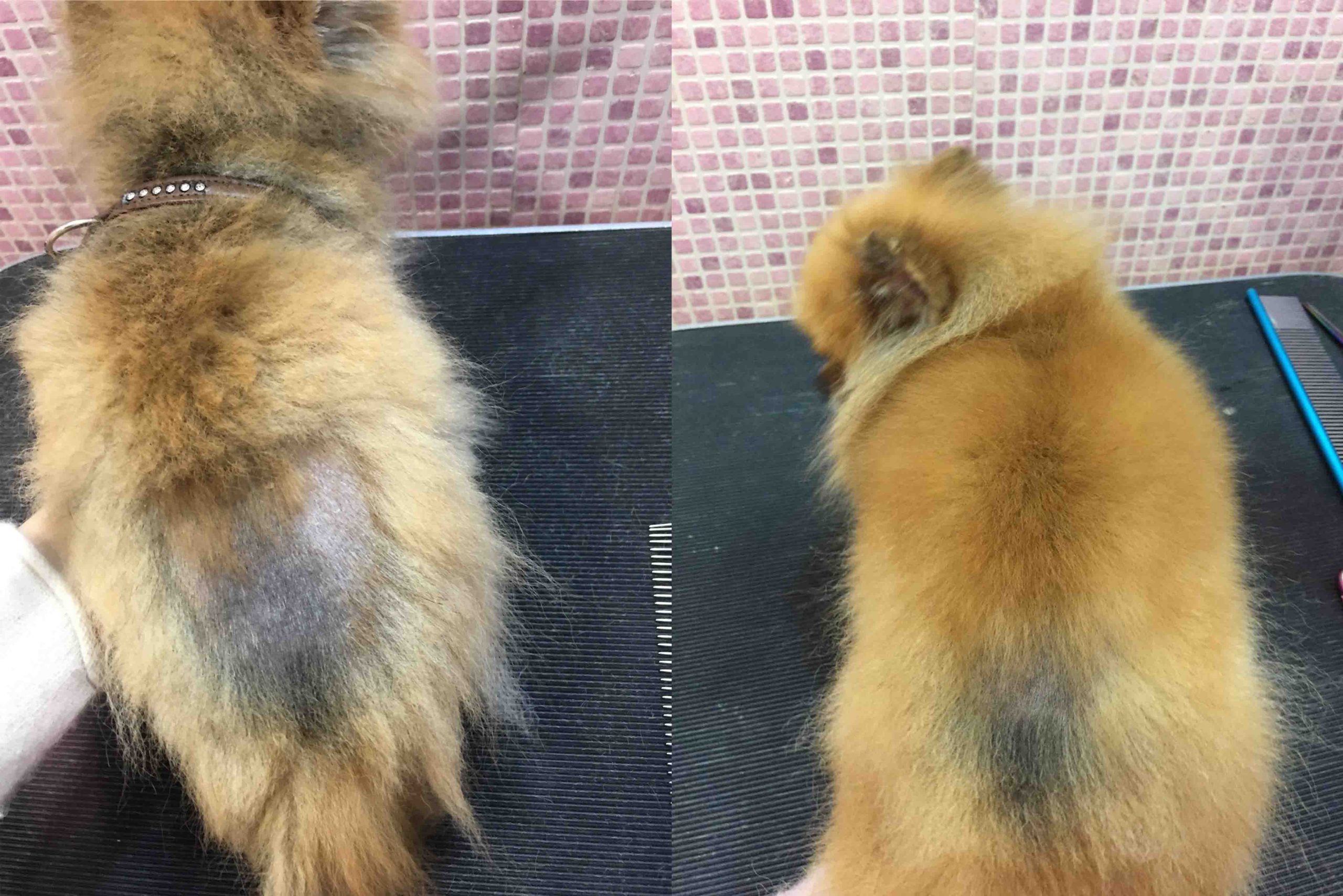 Alopecia X (Black Skin Disease) in DogsPuainta®