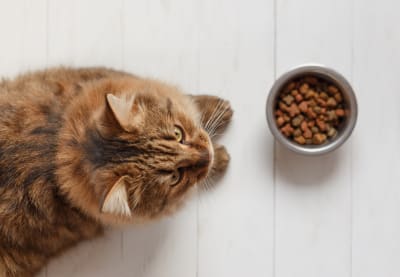 What to feed shop a cat when sick