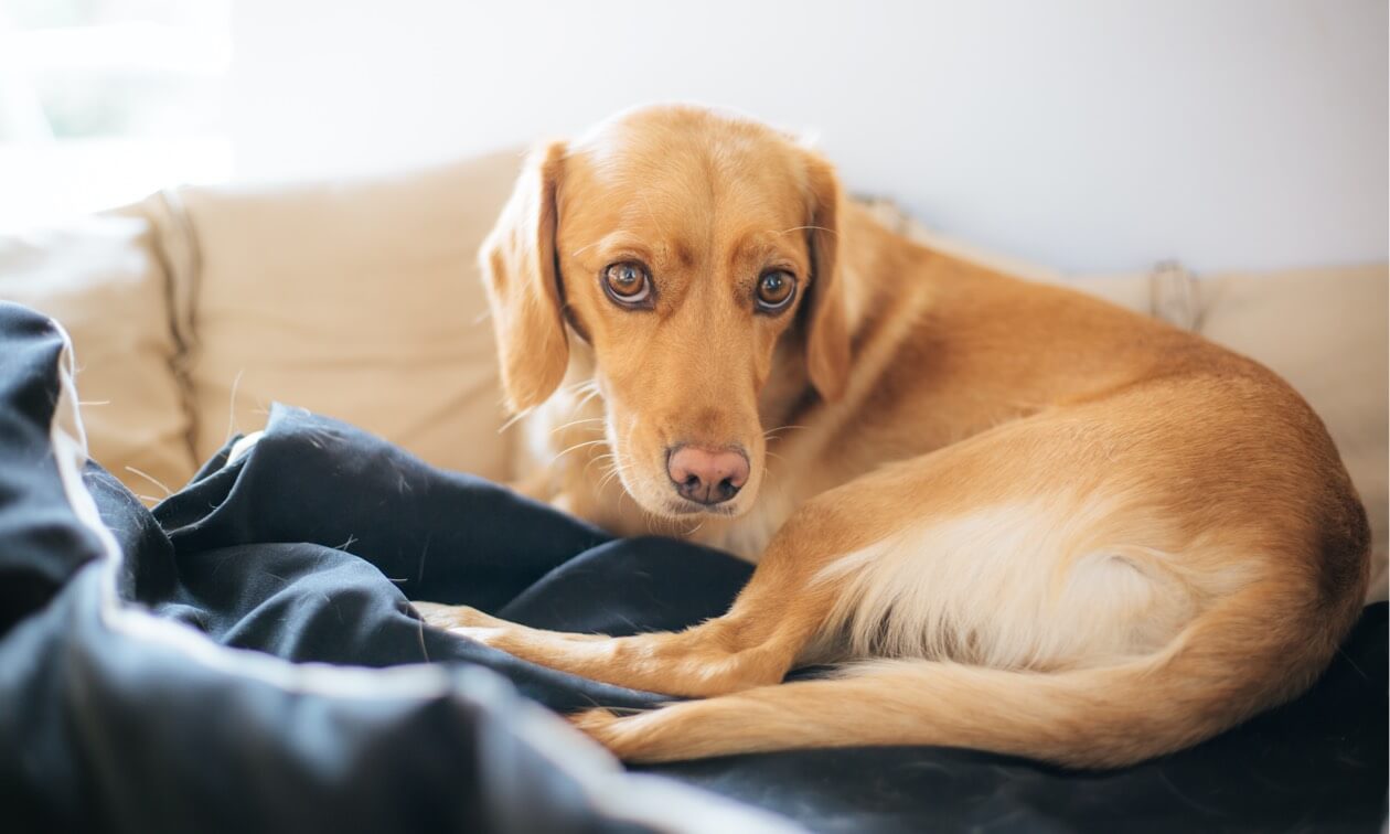 Hip Dysplasia vs. Arthritis in DogsPuainta®