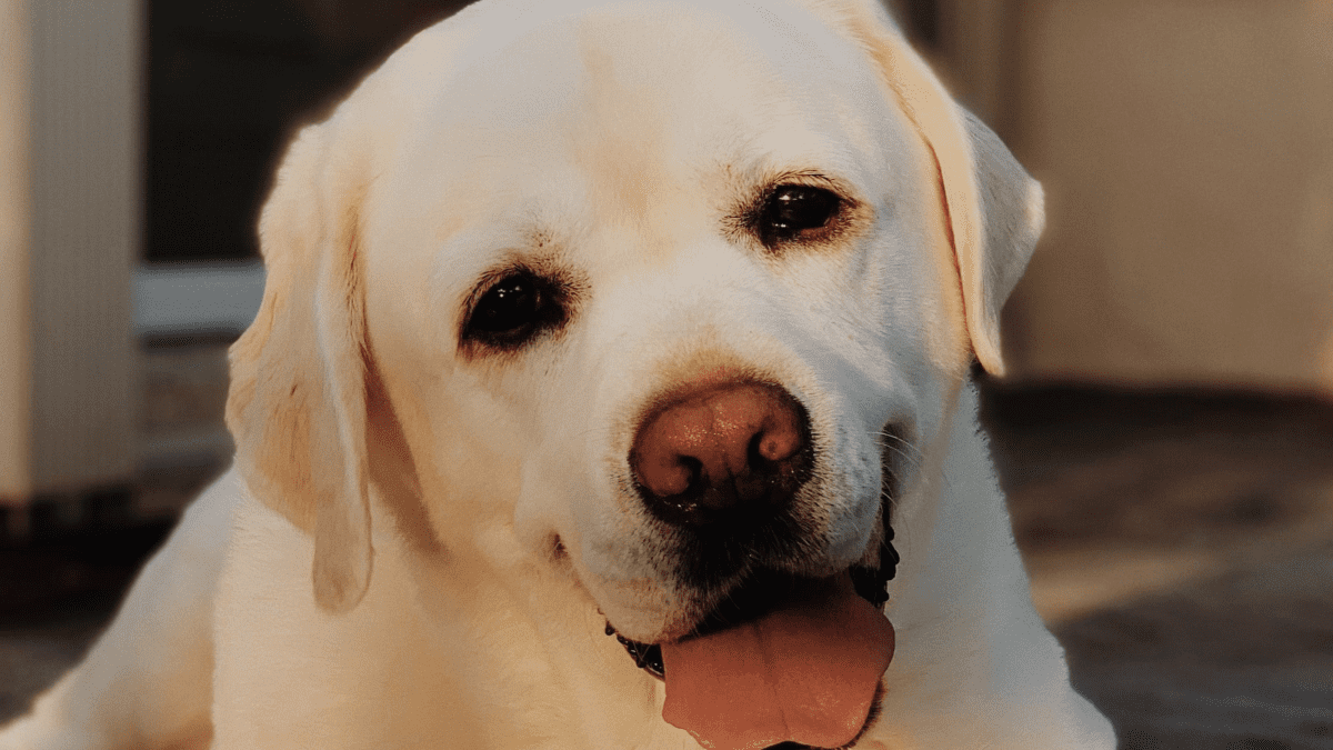 Can Dogs Get Pink EyePuainta®