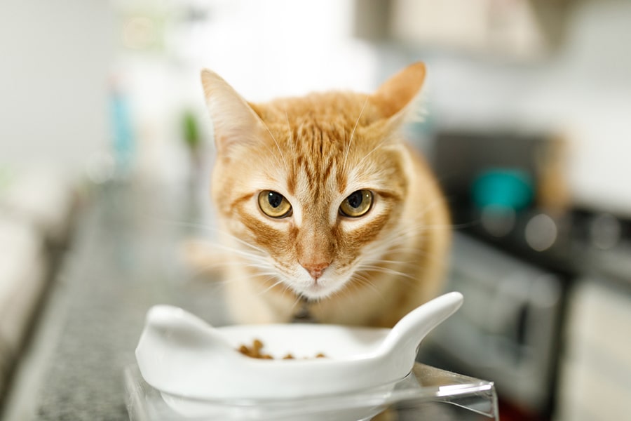 Cat food for on sale colitis