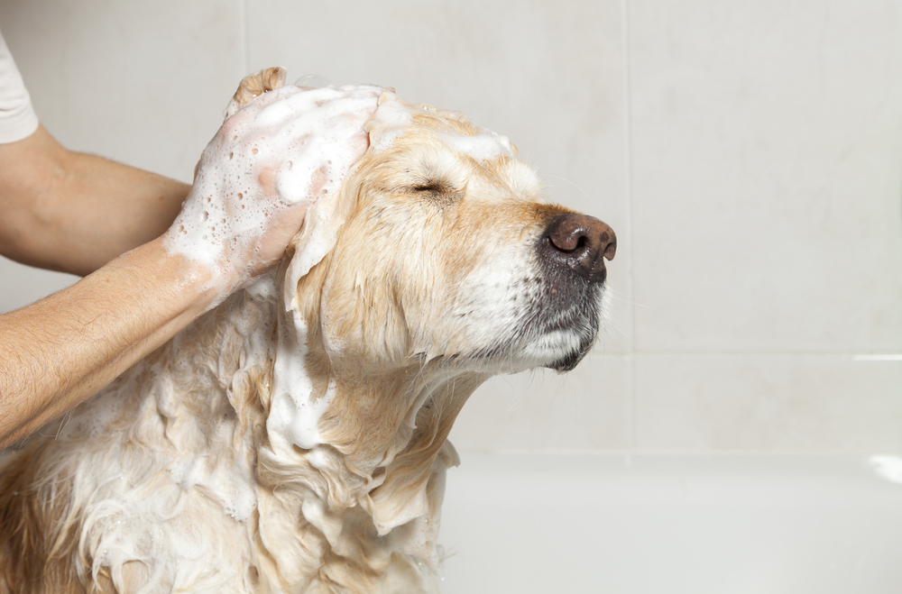 How to Wash A Dog