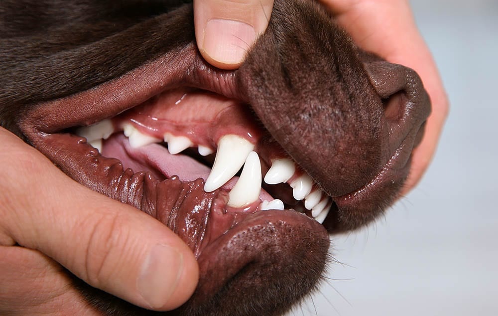 Guide Introduction to Dogs Teeth Health