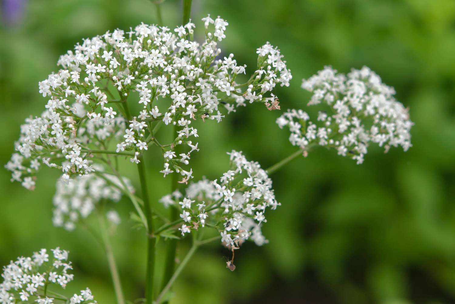 Are Sunflowers Toxic to CatsPuainta®