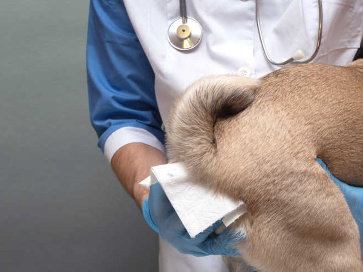 Hemorrhoids in DogsPuainta®