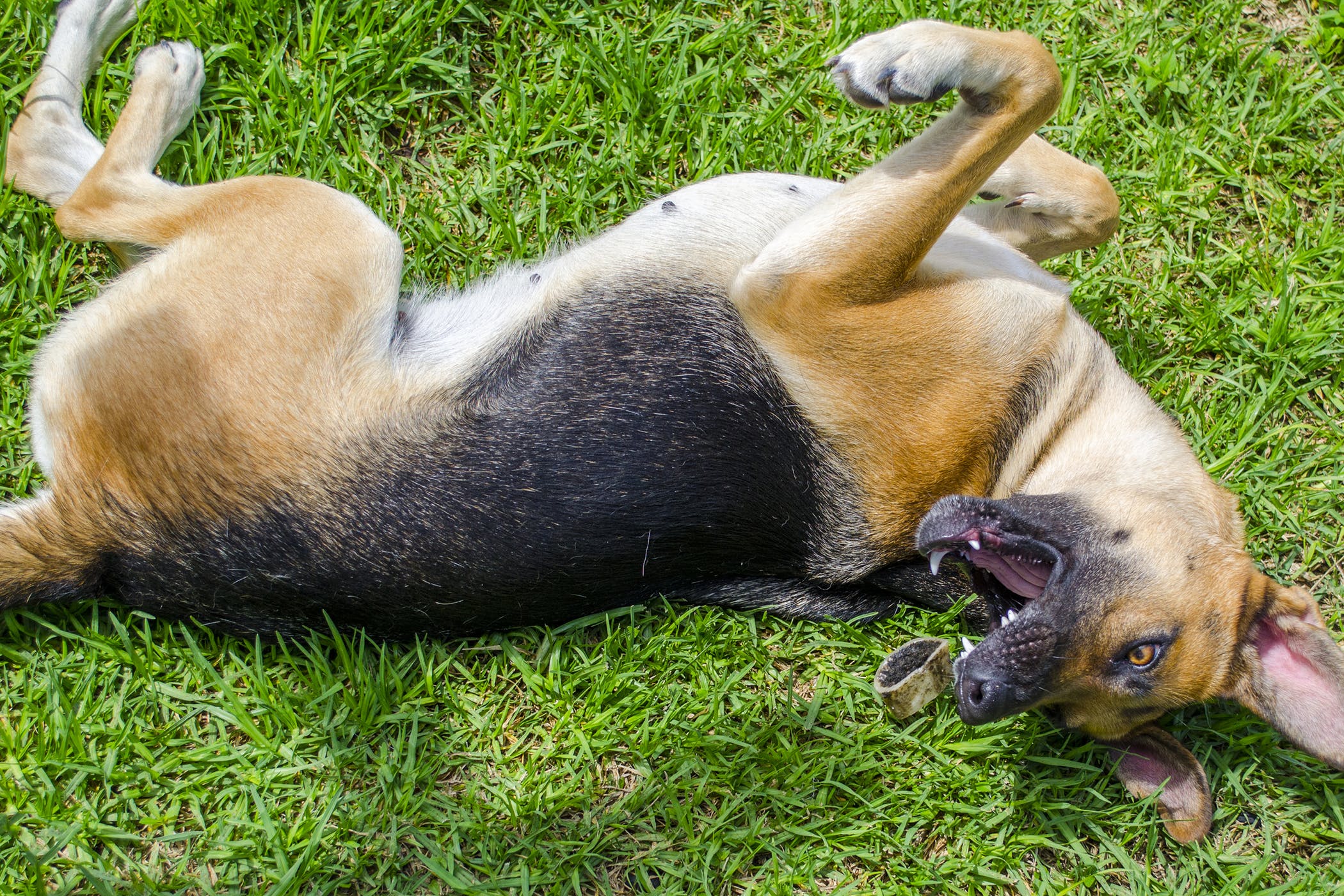 Dog fits clearance treatment