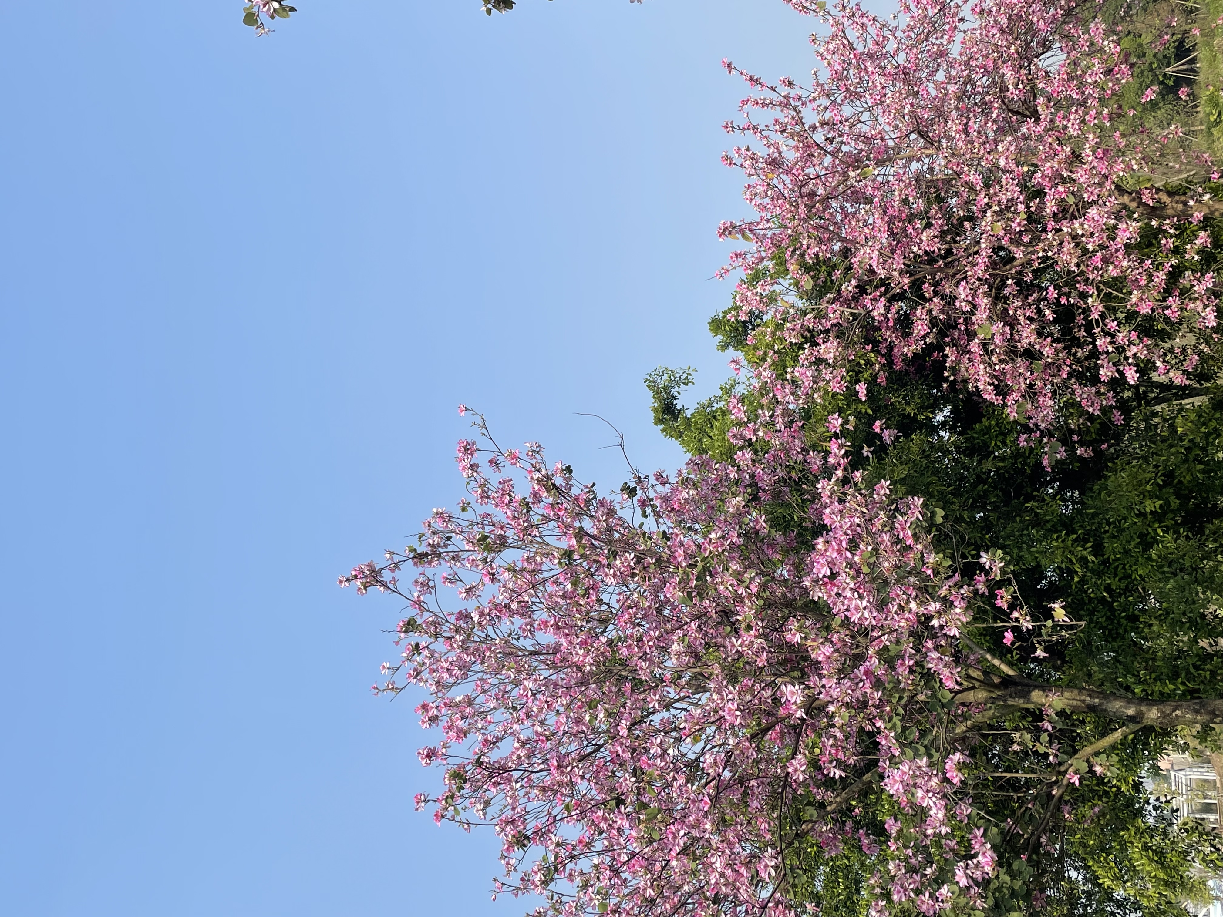 111-ggfeed-接口自动化排序-勿删