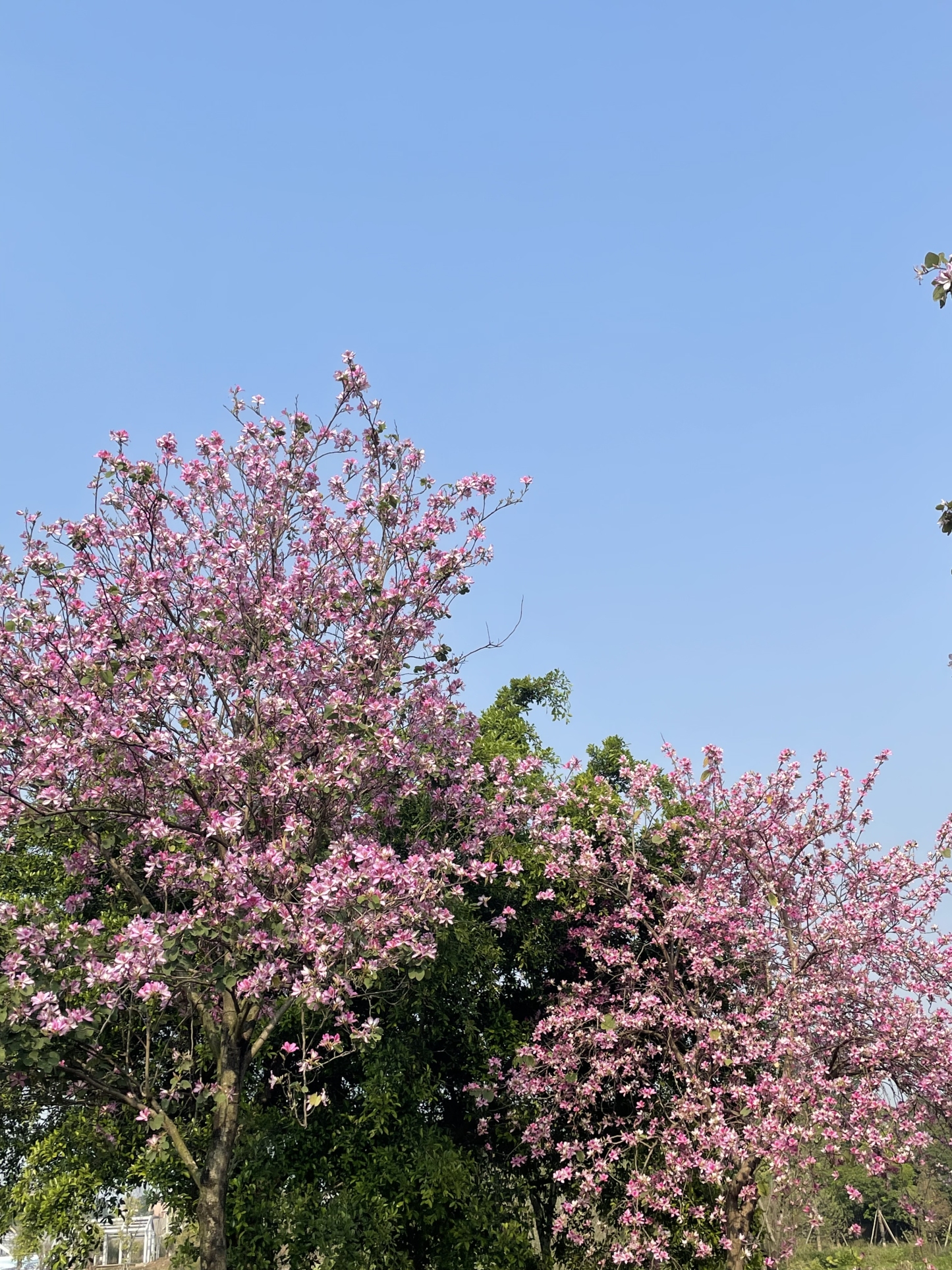 111-ggfeed-接口自动化排序-勿删