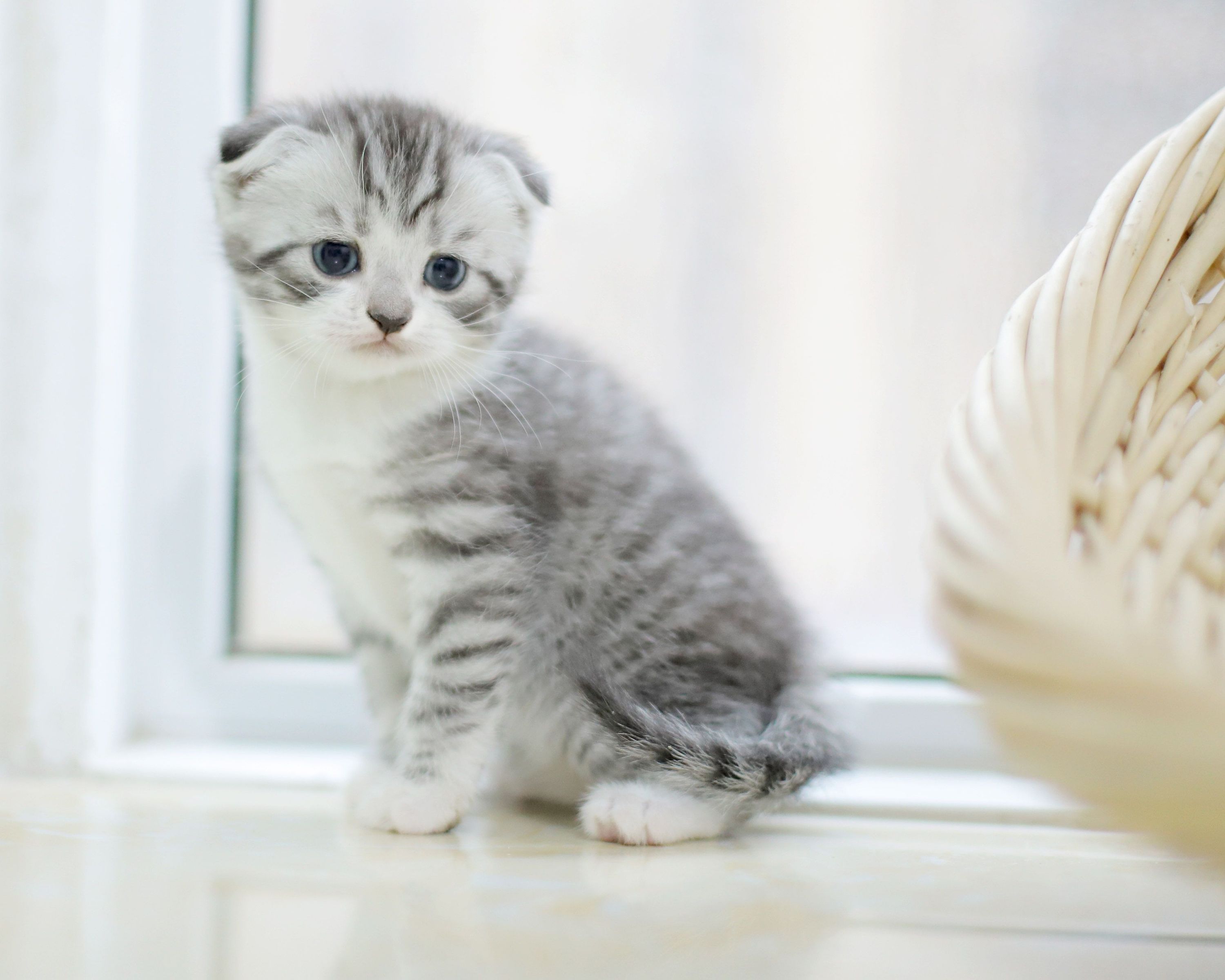 折耳猫|摄影|宠物摄影|mango爸爸 - 原创作品 - 站酷 (ZCOOL)