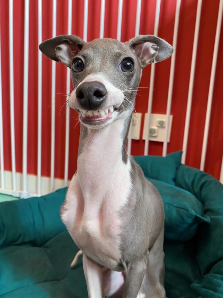 灵缇犬新手能养吗（灵缇犬的优缺点盘点） - 胖萌舍宠物网