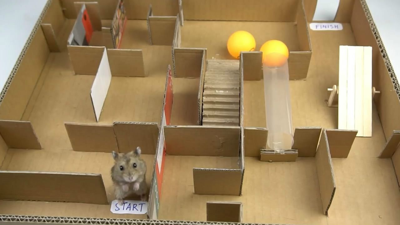用纸质自制迷宫游戏，放入一只小仓鼠，看看它会如何闯关_腾讯视频