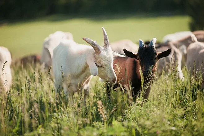 草地上的一群山羊图片下载