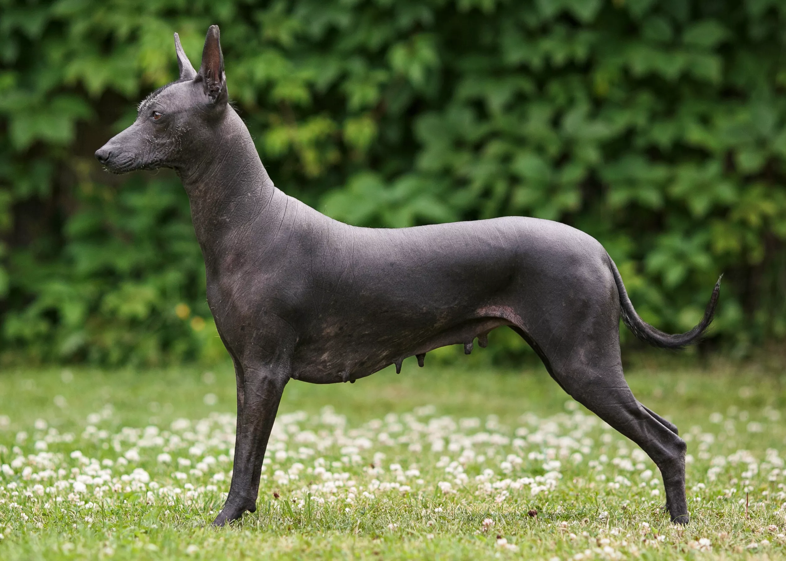 Standing side profile of a Xoloitzcuintli (Mexican Hairless Dog)