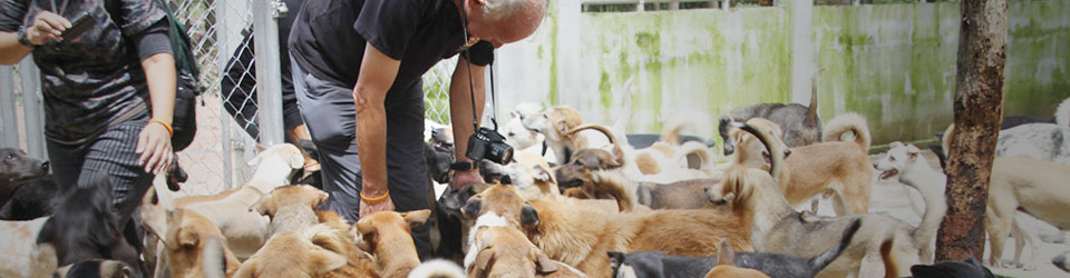 Soi Dog Foundation is fighting the Asian dog meat trade