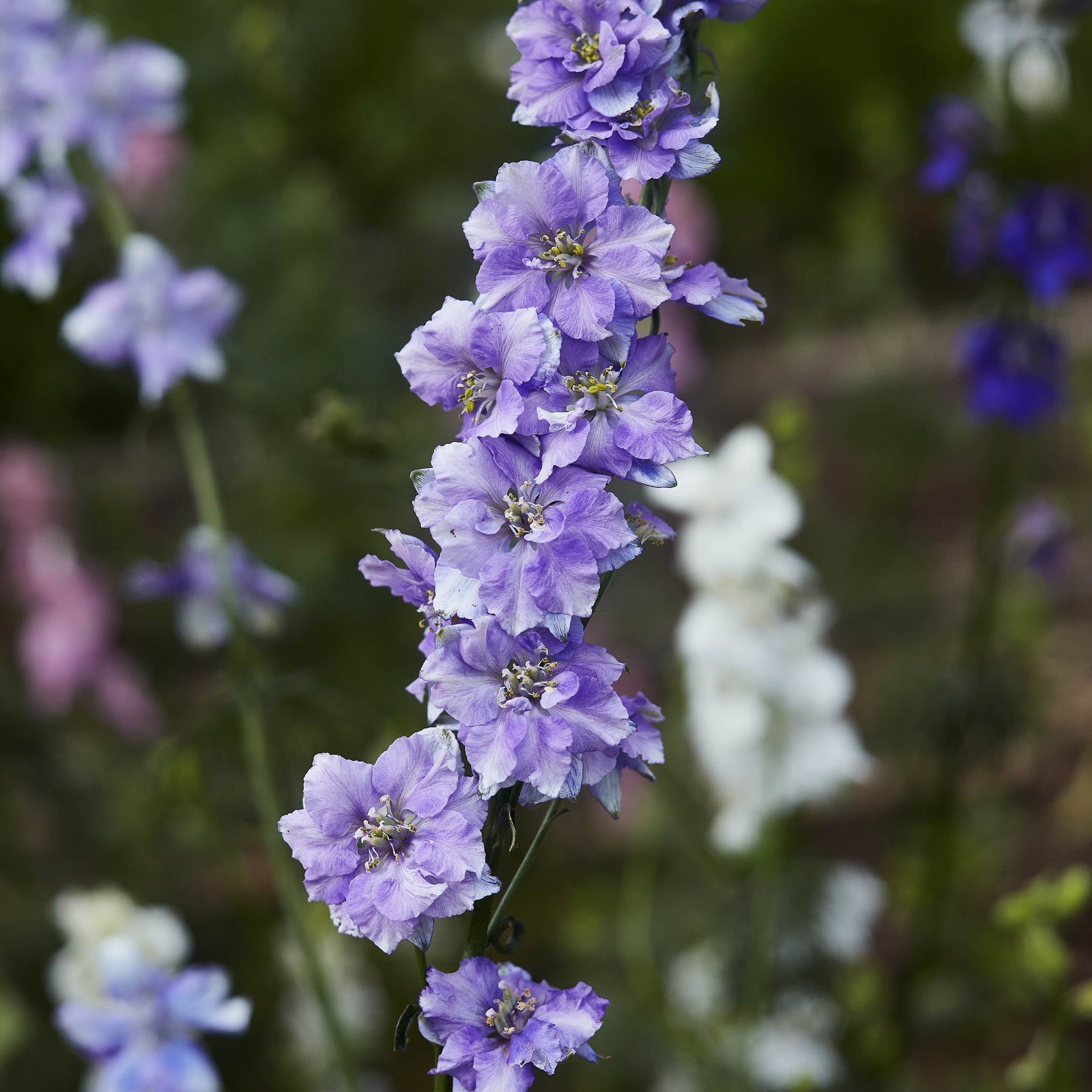 HOW TO GROW LARKSPUR FLOWERS FROM SEED