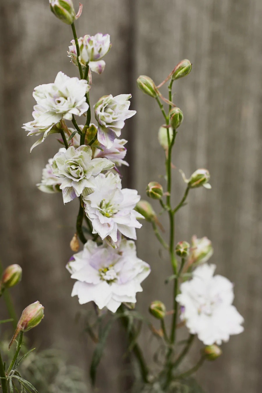 HOW TO GROW LARKSPUR FLOWERS FROM SEED
