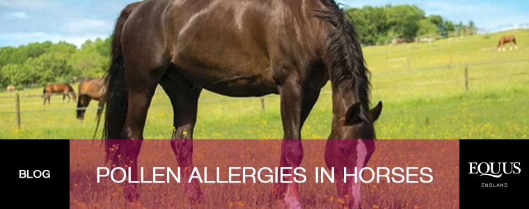 Pollen allergies in horses
