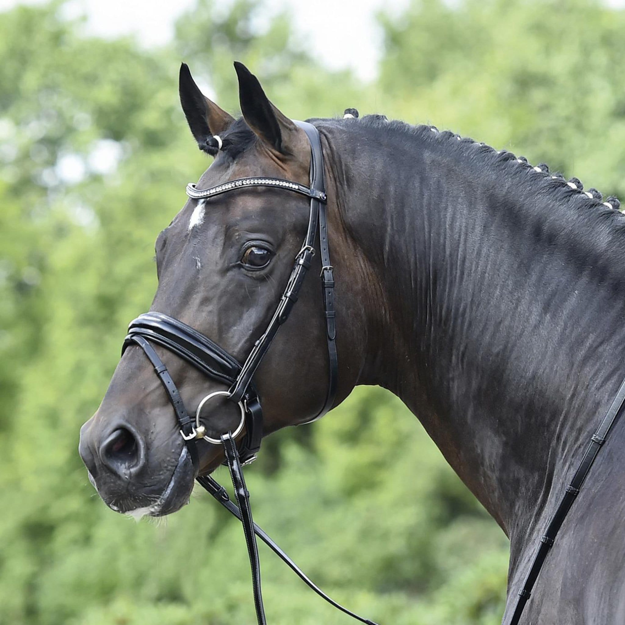 Busse Massa Bridle