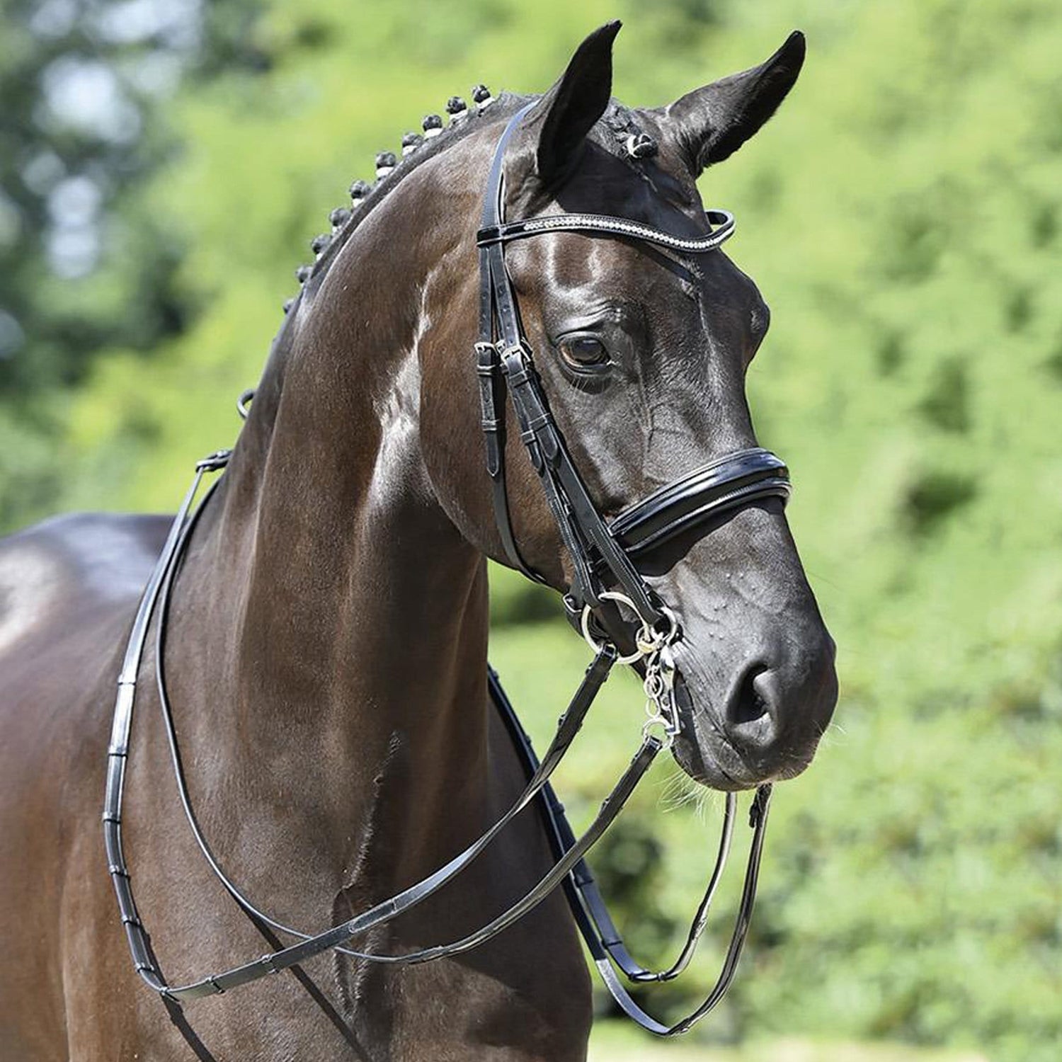 Busse Massa Double Bridle